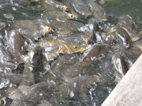 Carp feeding frenzie