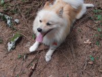 lucky bosco