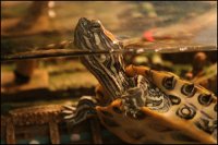 turtle