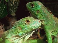 leguan