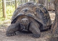 galapagos
