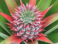 Ananas - Azores