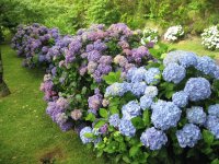 Hortensias - Azores