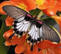 INSECTOS INCREIBLES