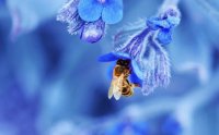 honey bee