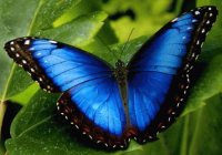 MARIPOSA MORPHO AZUL