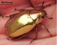ESCARABAJO DORADO