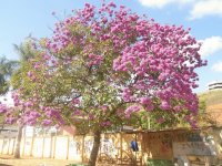 Ipê Rosa