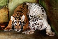 Dos pequeñas crías de tigre de Bengala