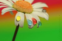 fiore