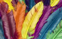 feathers
