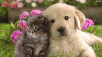 puppy and kitten