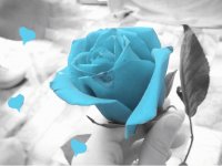 blue rose