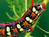 ORUGA DE MARIPOSA ROJA