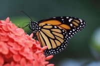 MARIPOSA MONARCA