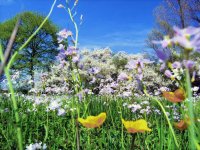Flores silvestres 2