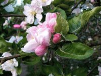 flores de manzano