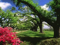 primavera en Carolina del Sur