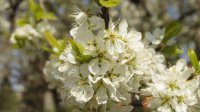 Spring tree