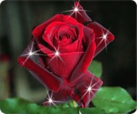 red rose sparkle