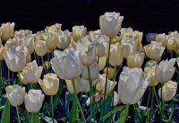 white and yellow tulips