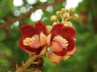 flor exotica