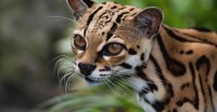 Bellos Felinos de Costa Rica ♥