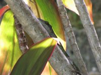 Blending in (lizard)