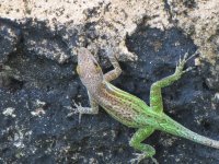 Lizard