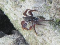 Crab