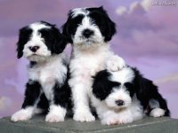 perros34
