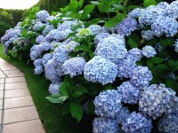 Jardim de horténsias