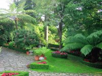 Jardim com palmeiras