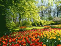 Jardim com tulipas