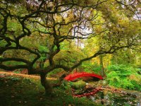 Jardim com árvore raro