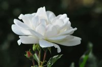 Natureza