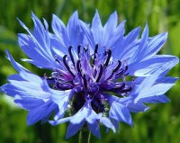 Agapanto azul