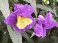 mariposa