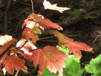 Maple trees changing to red