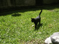 Orfeu - gato maroto