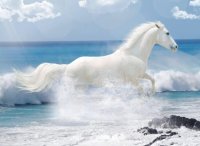 CABALLO