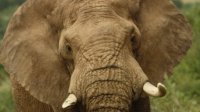 elefante