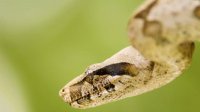 serpiente