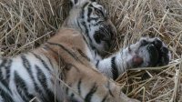 tigre bebe