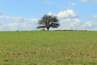 solitario