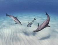 tres delfines