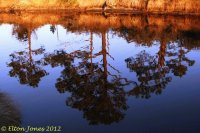 reflections