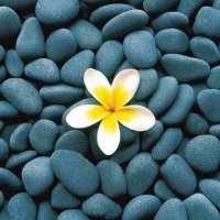 rocas