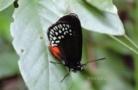 Mariposa. Ek Balam, Yucatán