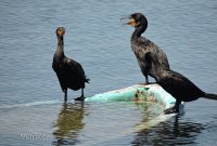 Cormorán. Residente permanente.